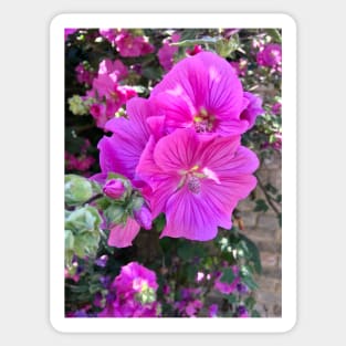 Lavatera, Pink Floral Sticker